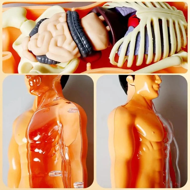Brinquedo de Anatomia - Esqueleto 3D com Órgãos