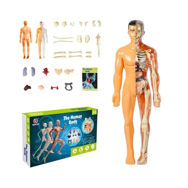 Brinquedo Anatomia Divertida - Corpo Humano 3D