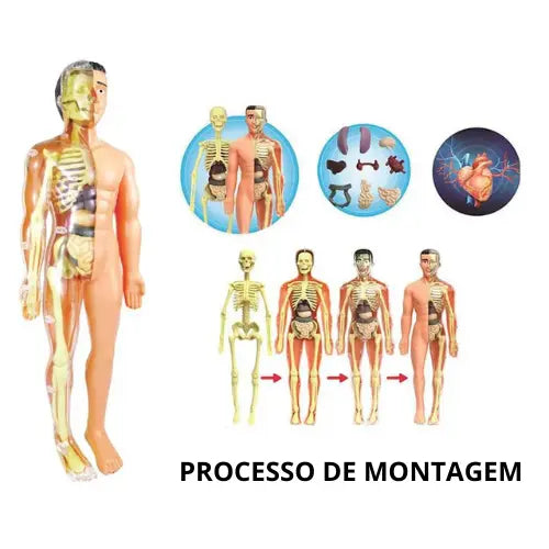 Brinquedo de Anatomia - Esqueleto 3D com Órgãos