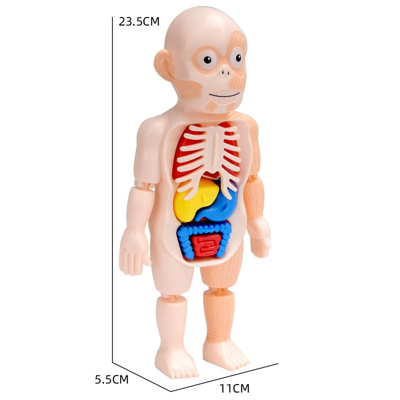 Brinquedo Educativo - Boneco Anatomia do Corpo Humano