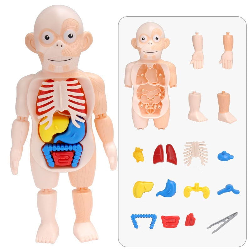 Brinquedo Educativo - Boneco Anatomia do Corpo Humano